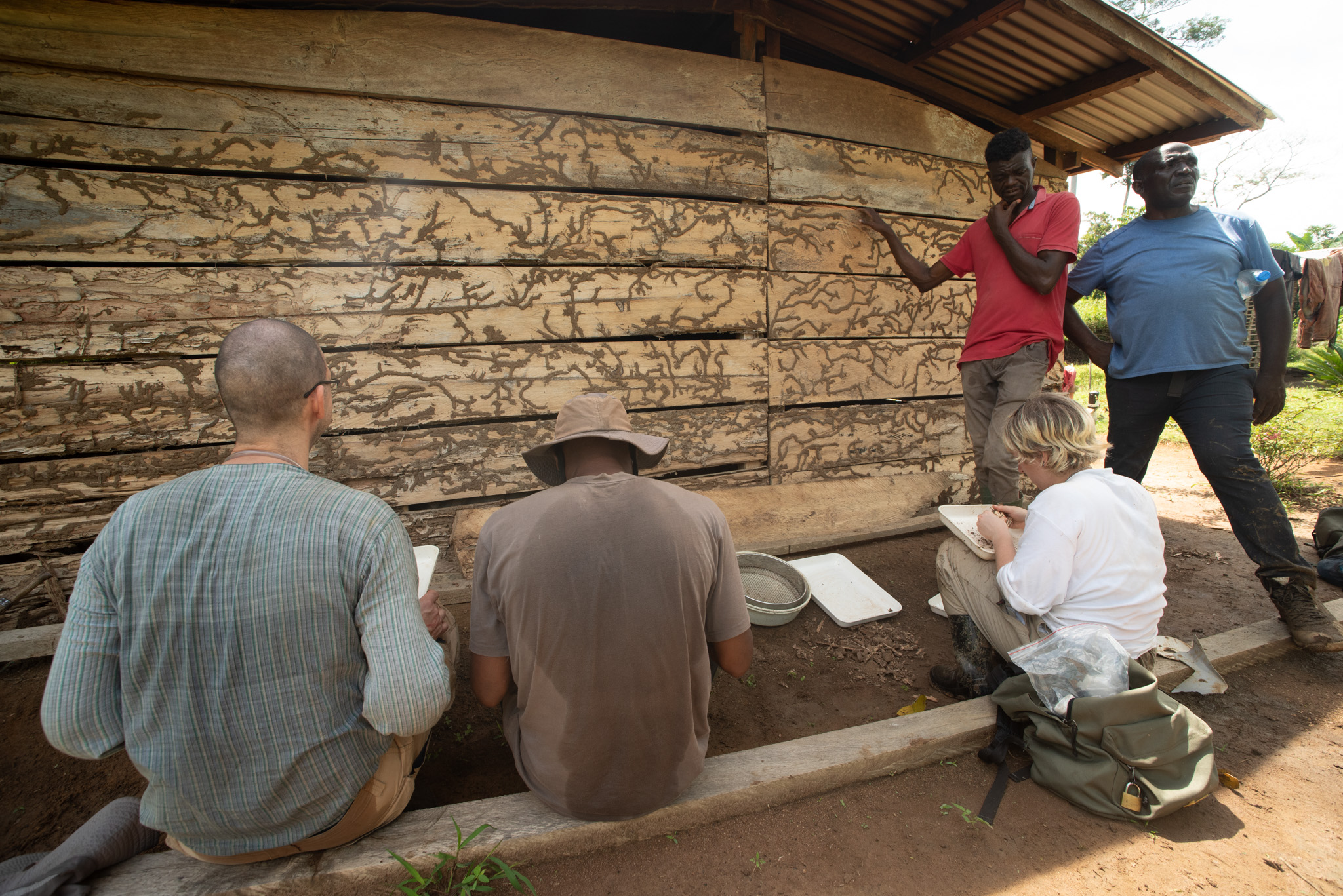 Rhinotermitidae Insect Symbiosis Lab